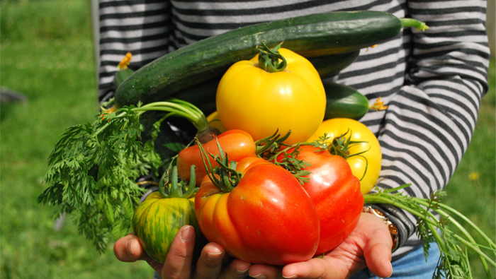 Un potager à l’école : éléments d’analyse sociologique d’une activité scolaire